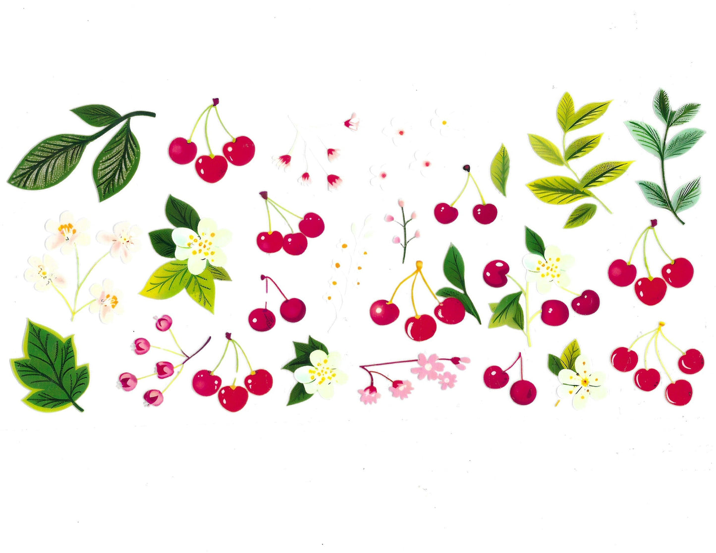 Cherry #54