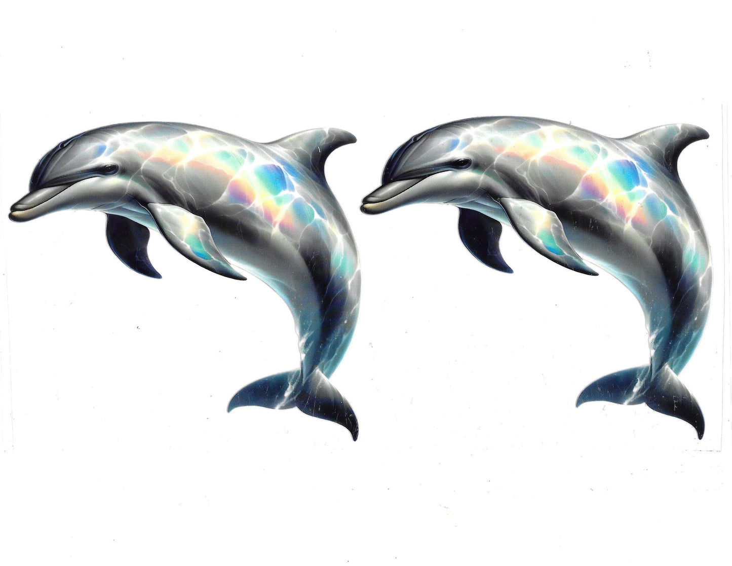 Dolphin #16